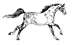 Horse Running